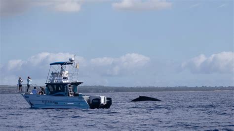 pwf|Pacific Whale Foundation 